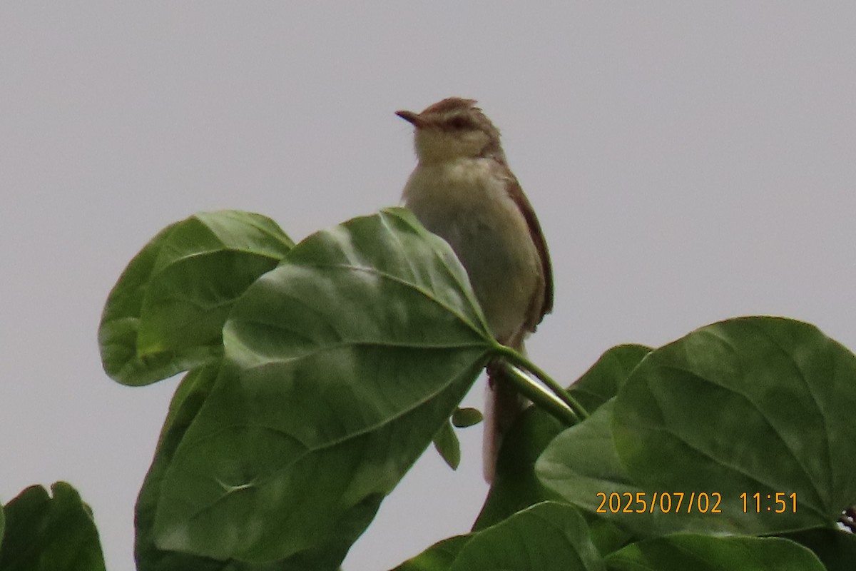 Oriental Reed Warbler - ML641153838