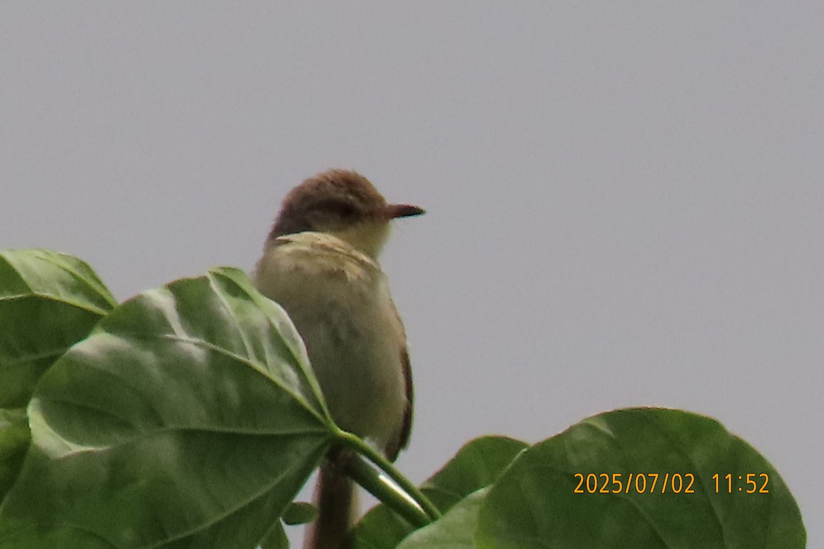 Oriental Reed Warbler - ML641153844