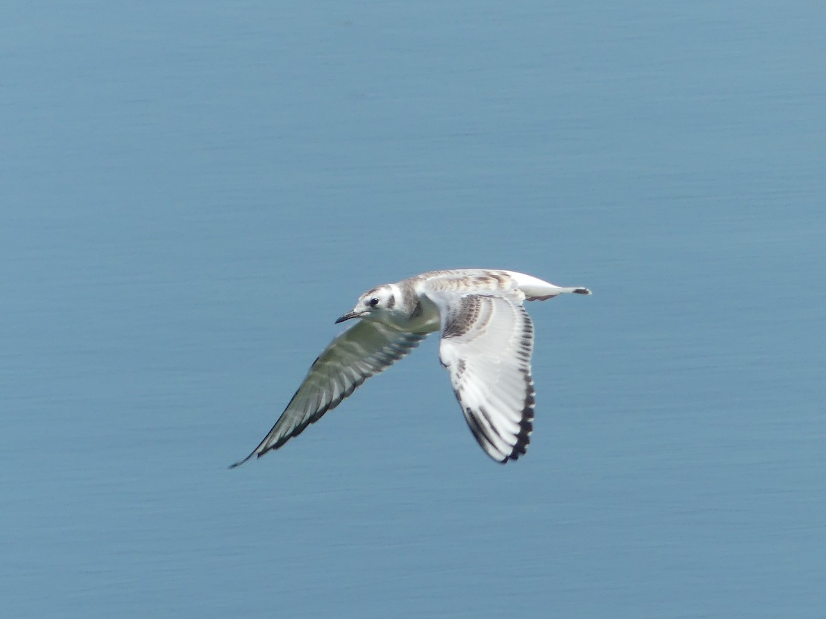 Gaviota de Bonaparte - ML641153853