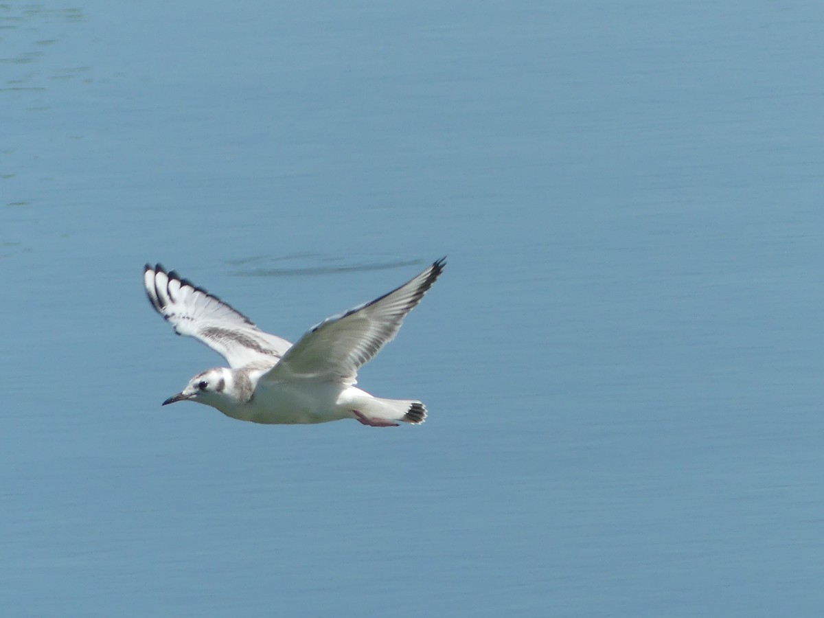 Gaviota de Bonaparte - ML641153854