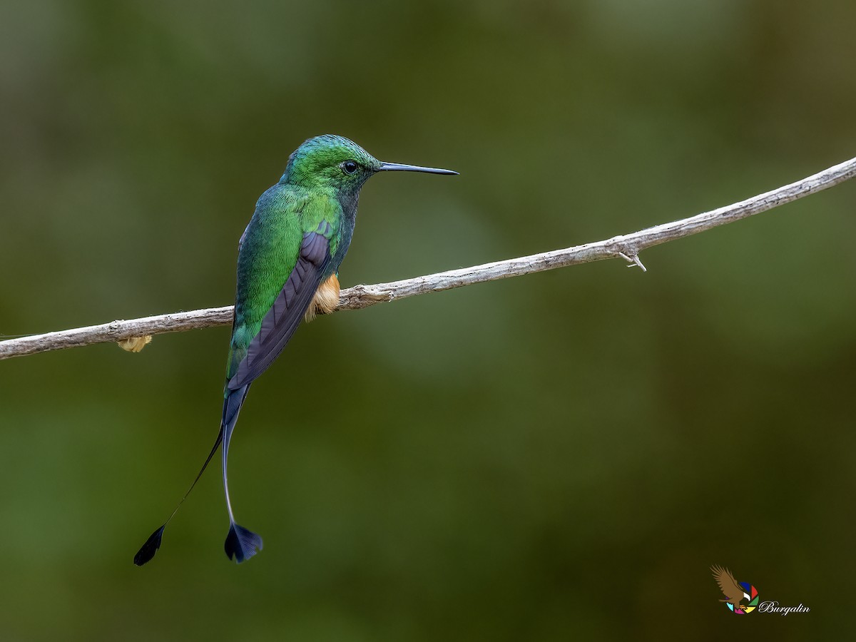 Rufous-booted Racket-tail - ML641153866