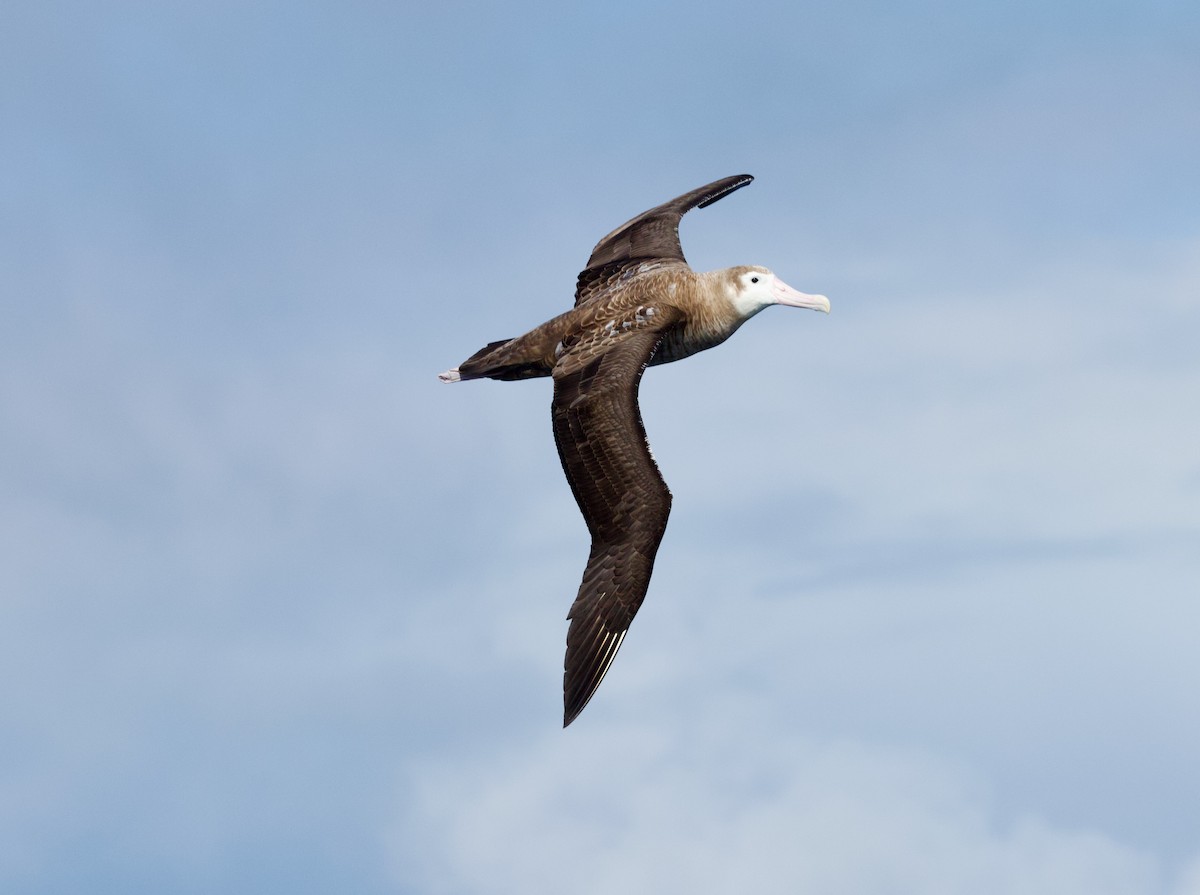 Albatros bidaiaria - ML641153874
