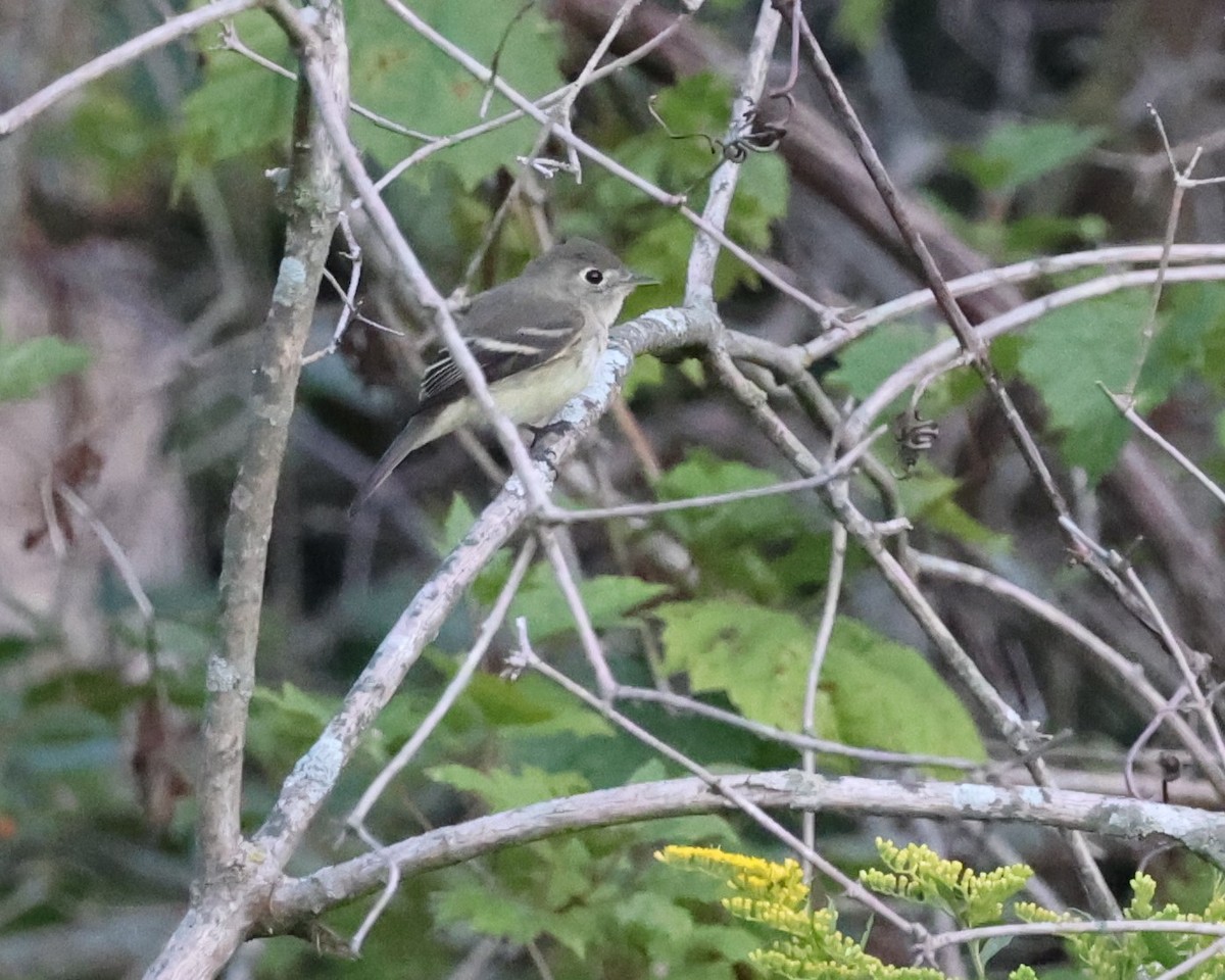 Least Flycatcher - ML641153878
