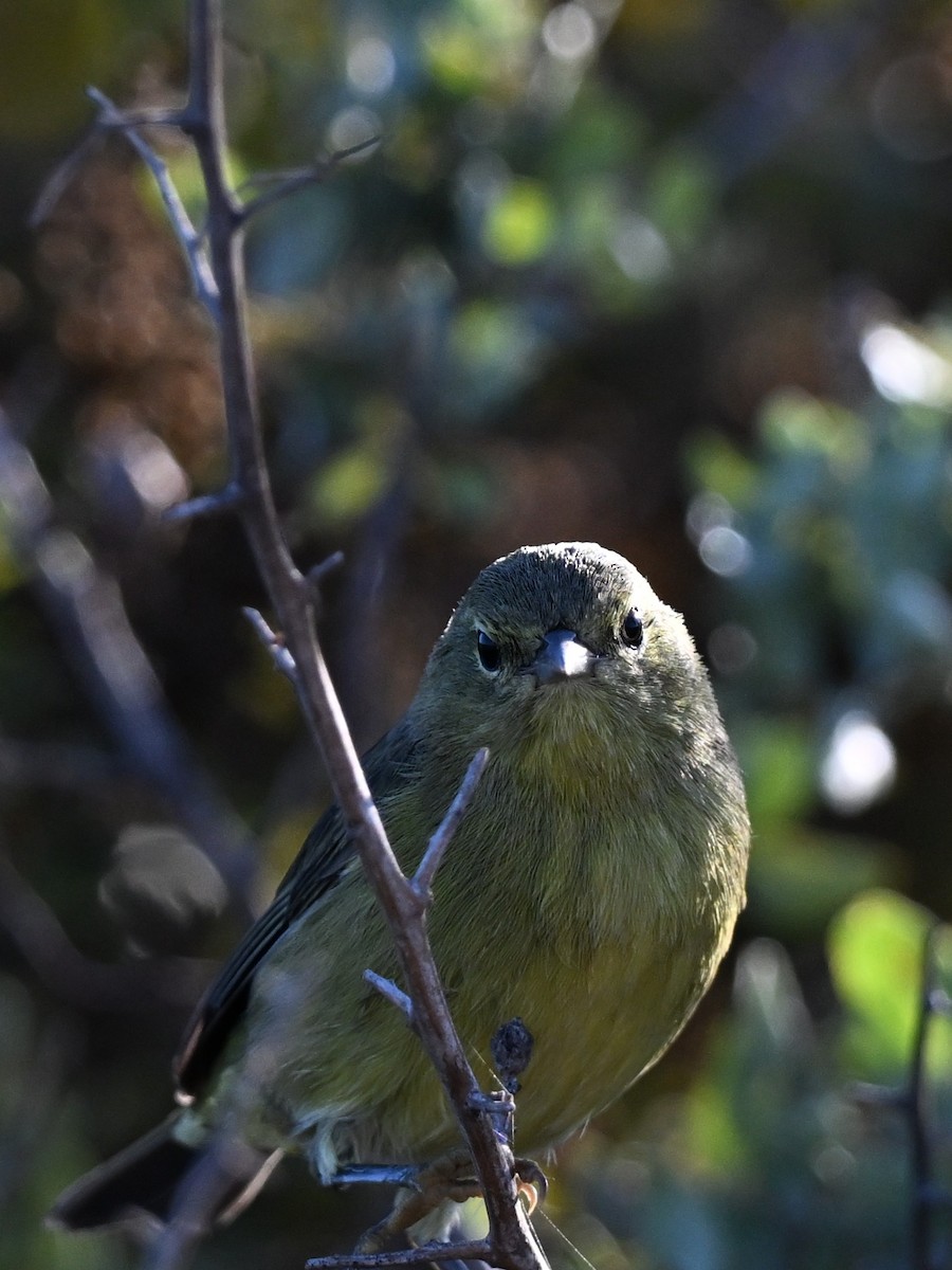 Orange-crowned Warbler - ML641153879