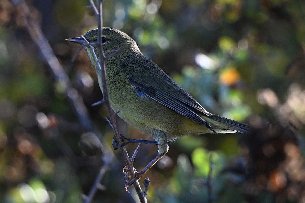 Orange-crowned Warbler - ML641153880