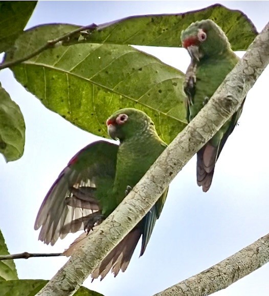 El Oro Parakeet - ML641153905