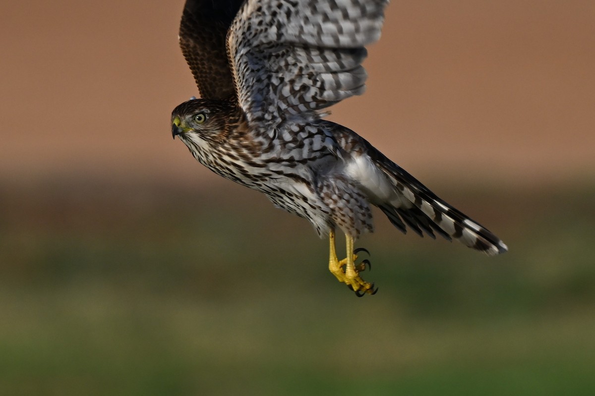 Cooper's Hawk - ML641153909