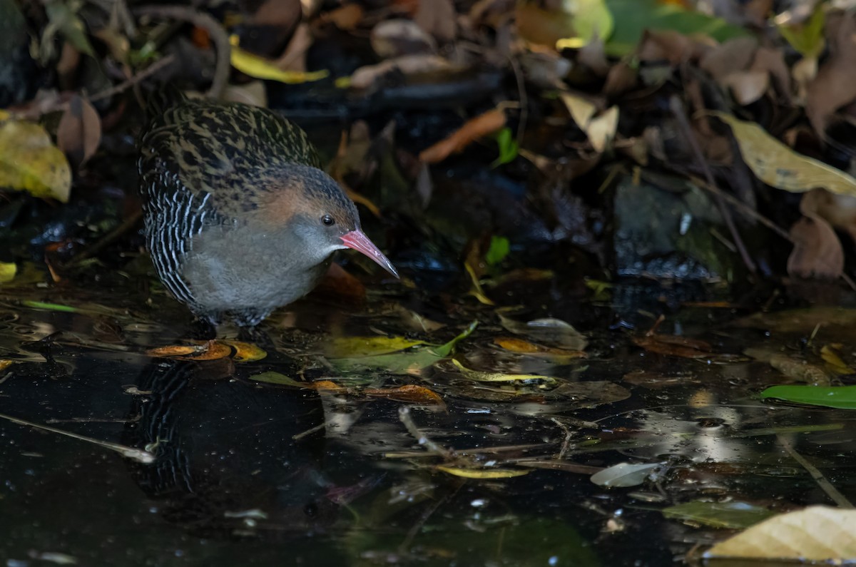 Lewin's Rail - ML641153916