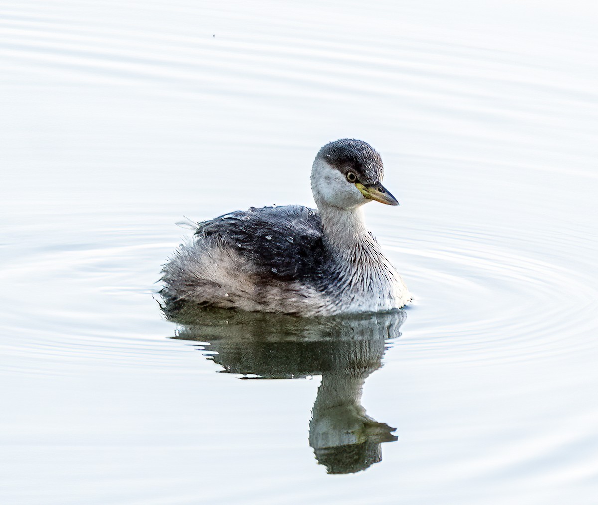 Australasian Grebe - ML641153917