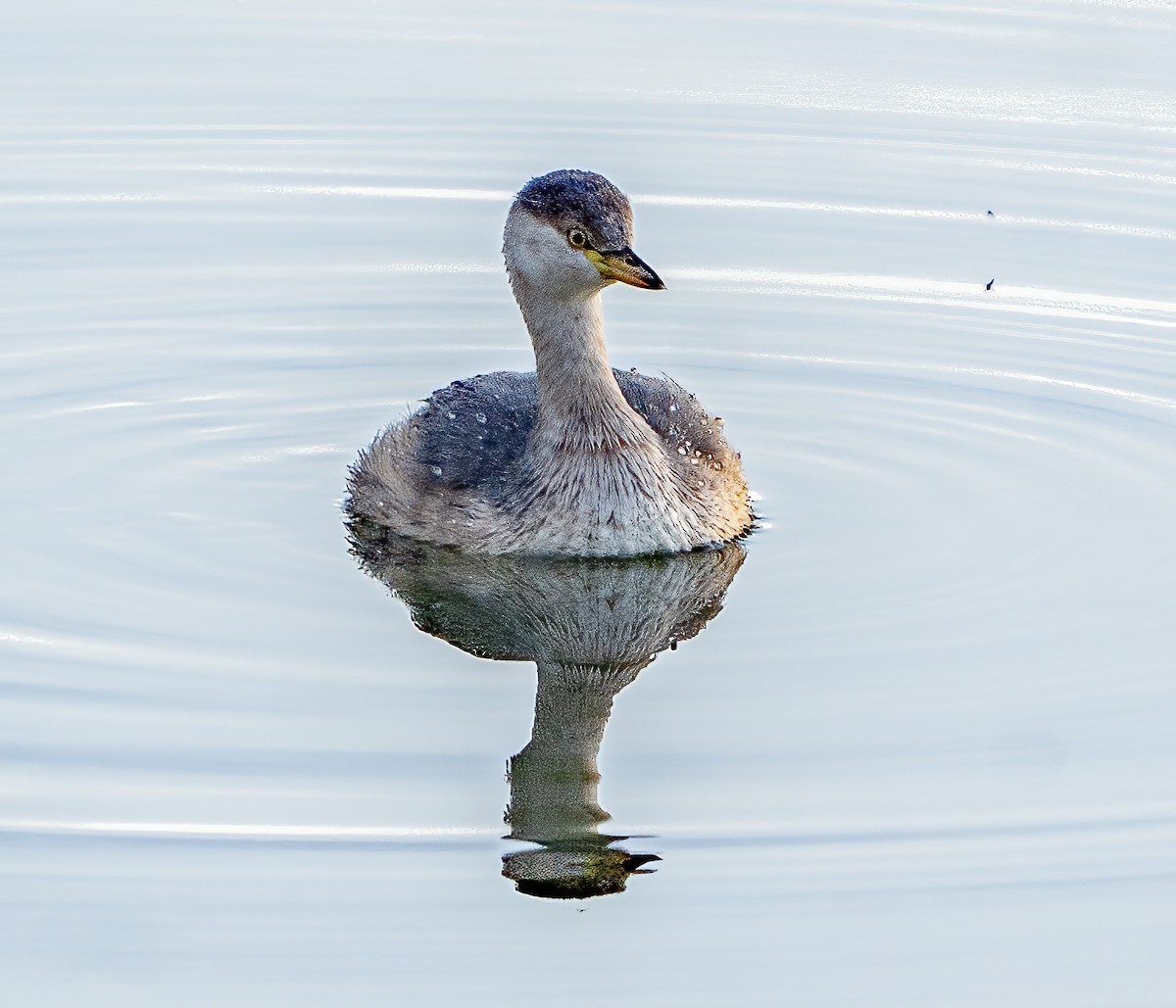 Australasian Grebe - ML641153918