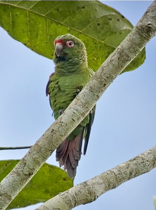 El Oro Parakeet - ML641153919