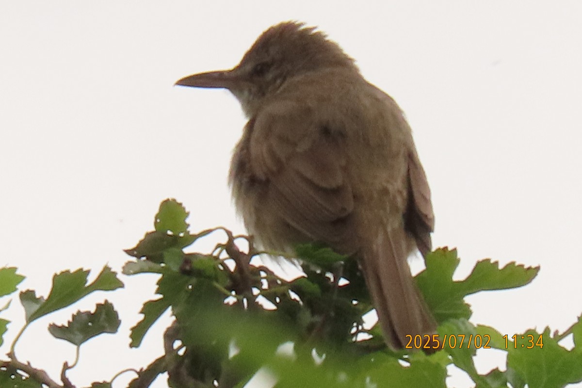 Clamorous Reed Warbler - ML641153923