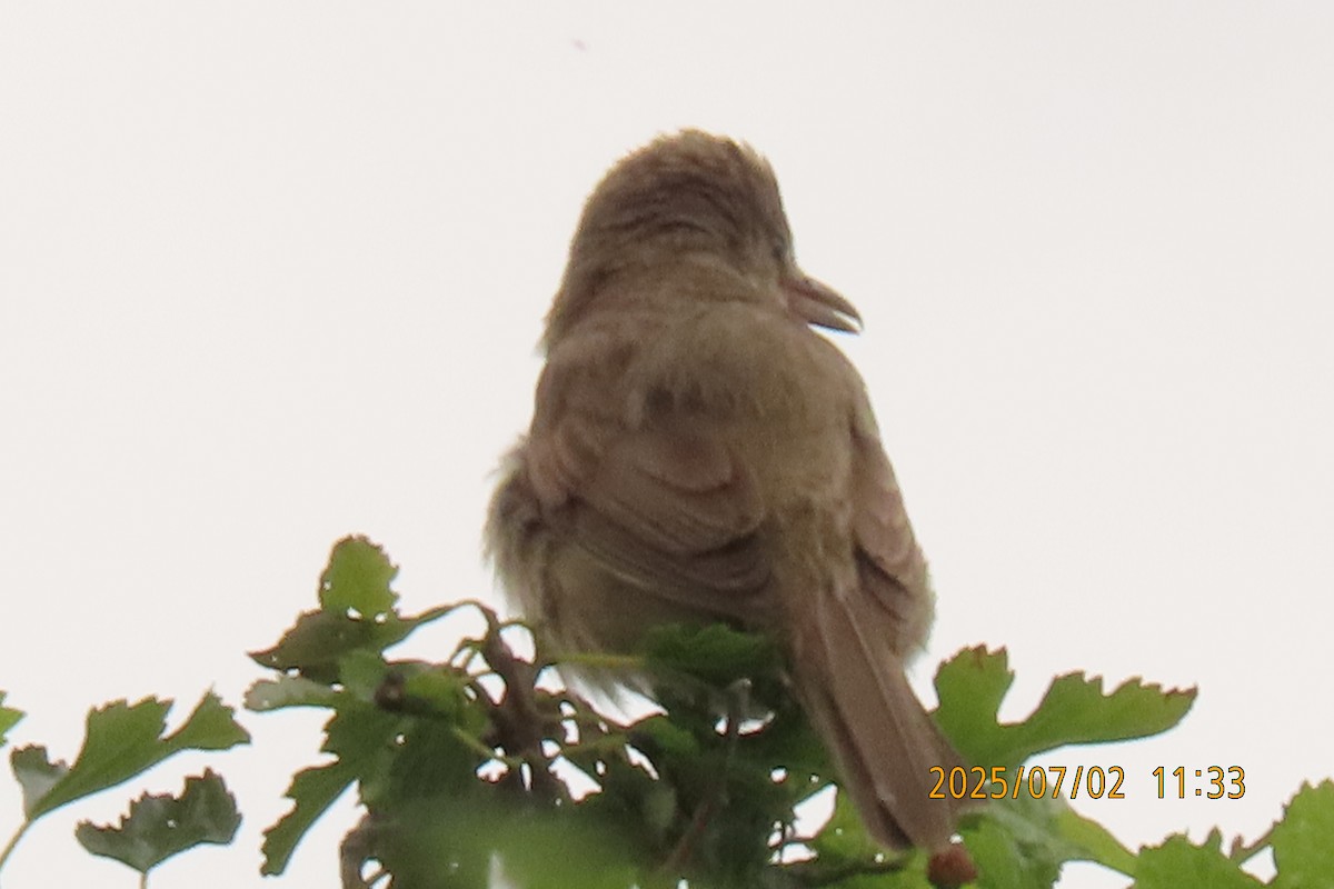 Clamorous Reed Warbler - ML641153928