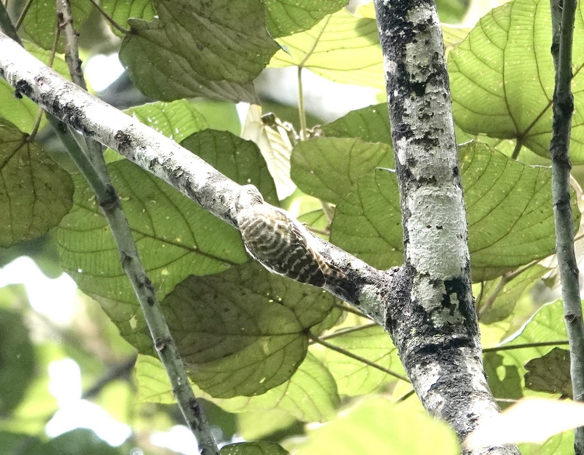 Sulawesi Pygmy Woodpecker - ML641153941