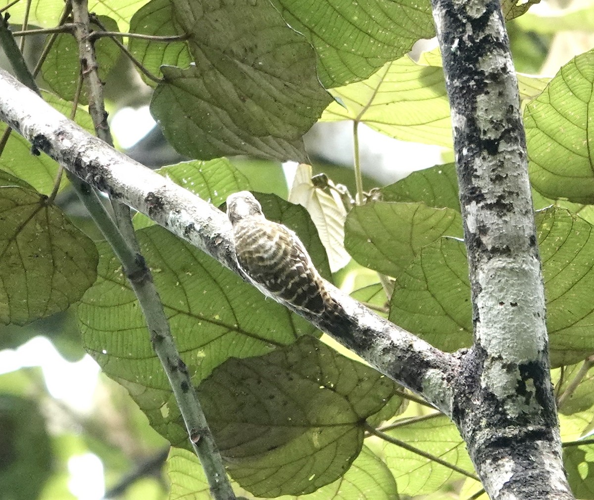 Sulawesi Pygmy Woodpecker - ML641153943