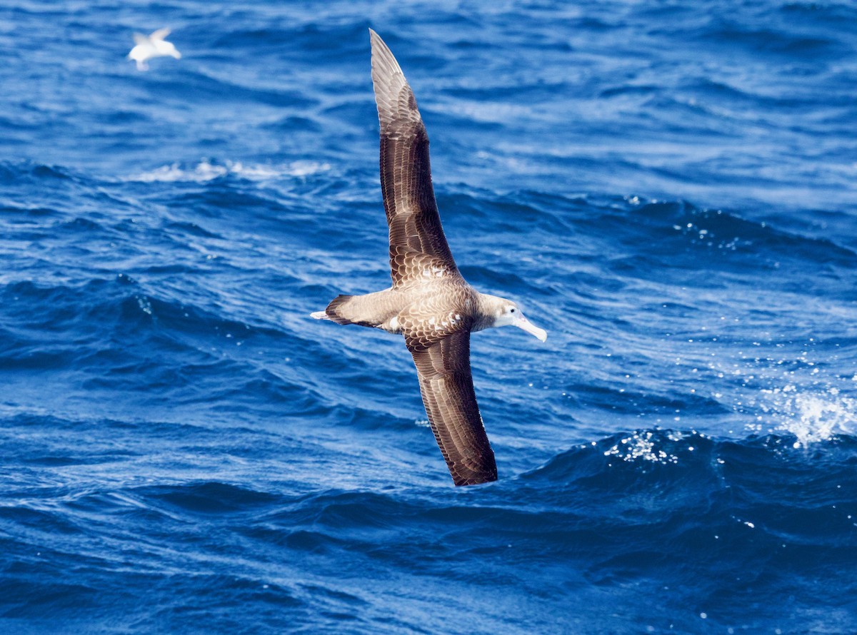 Albatros bidaiaria - ML641153945