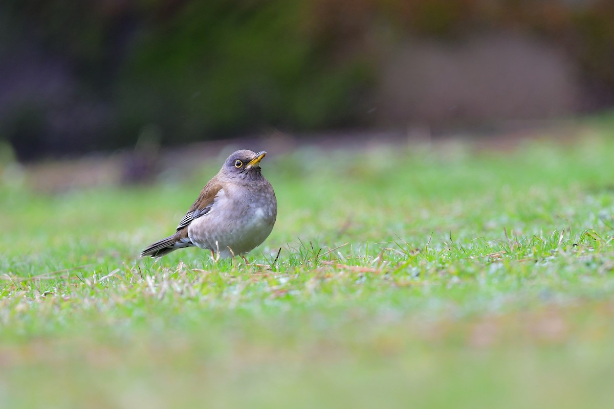 Pale Thrush - ML641153950