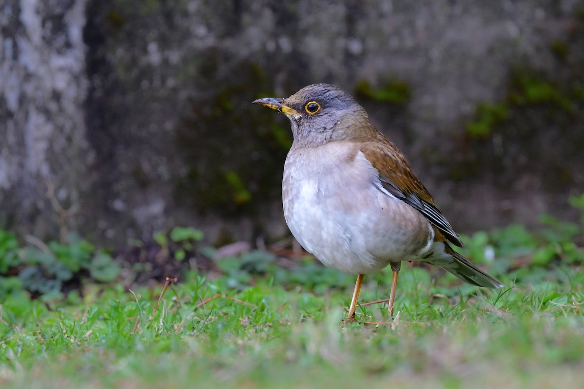 Pale Thrush - ML641153953