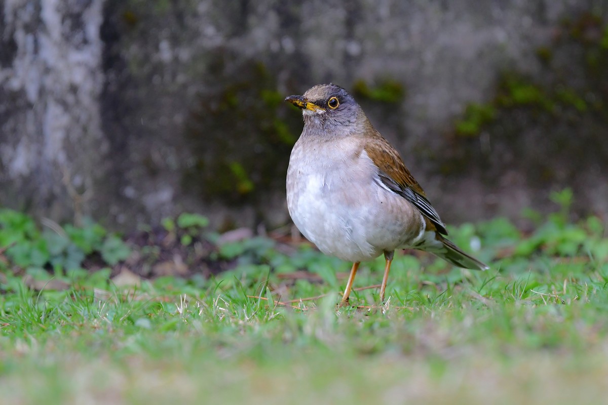 Pale Thrush - ML641153954