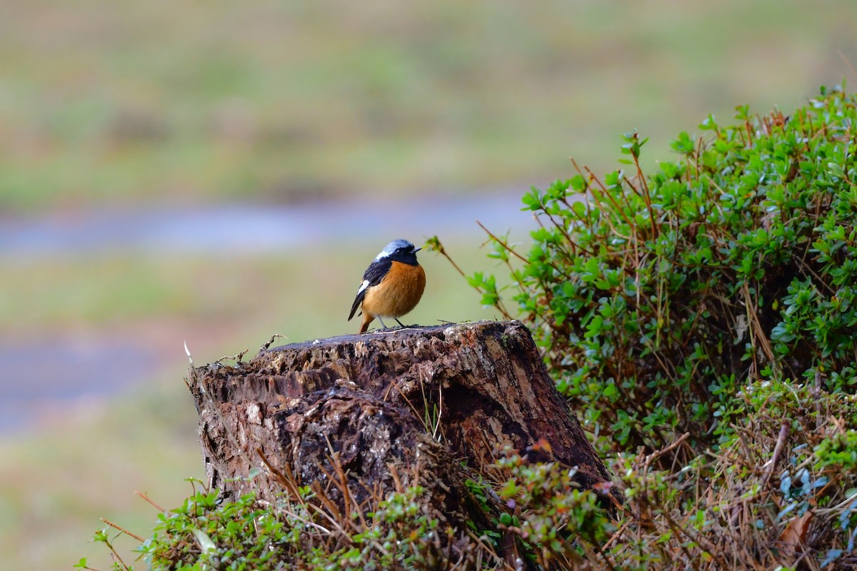 Daurian Redstart - ML641153963
