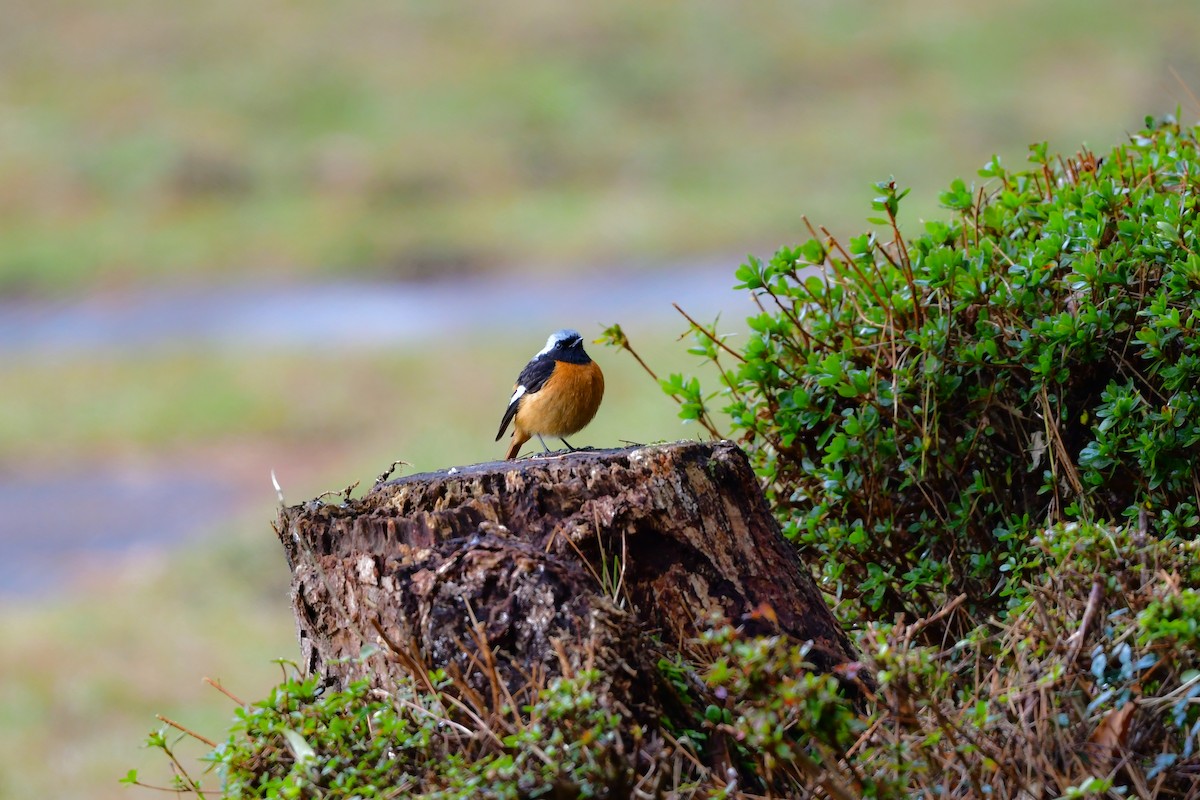 Daurian Redstart - ML641153966
