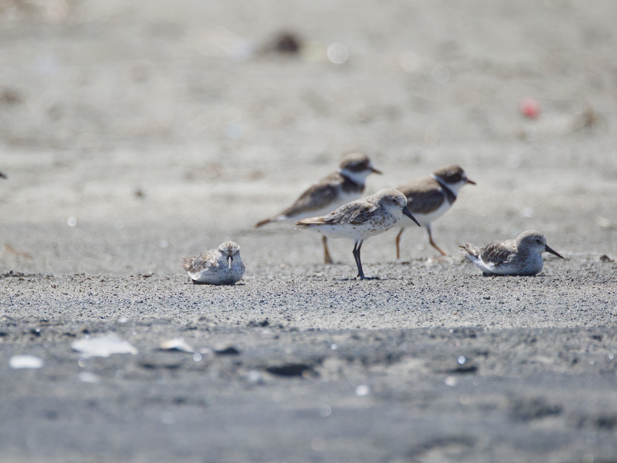 Bergstrandläufer - ML641153973