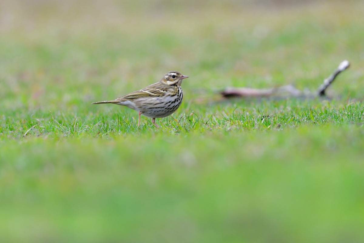 Olive-backed Pipit - ML641153988