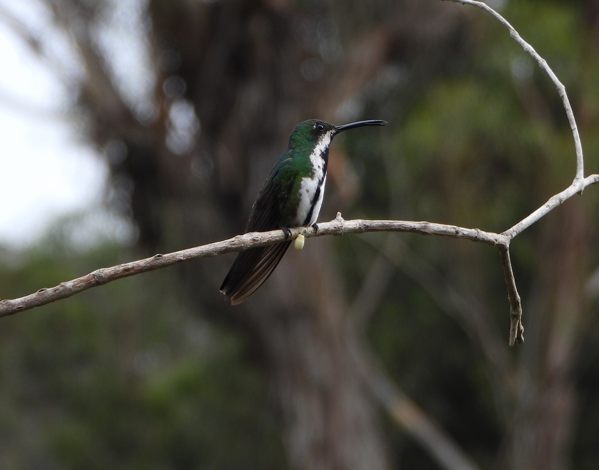 Black-throated Mango - ML641154002