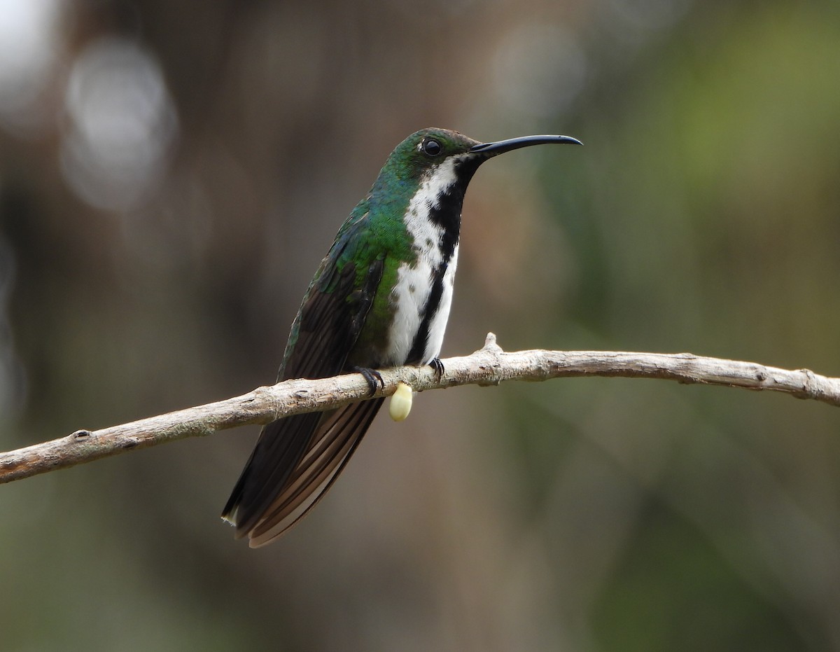 Black-throated Mango - ML641154003