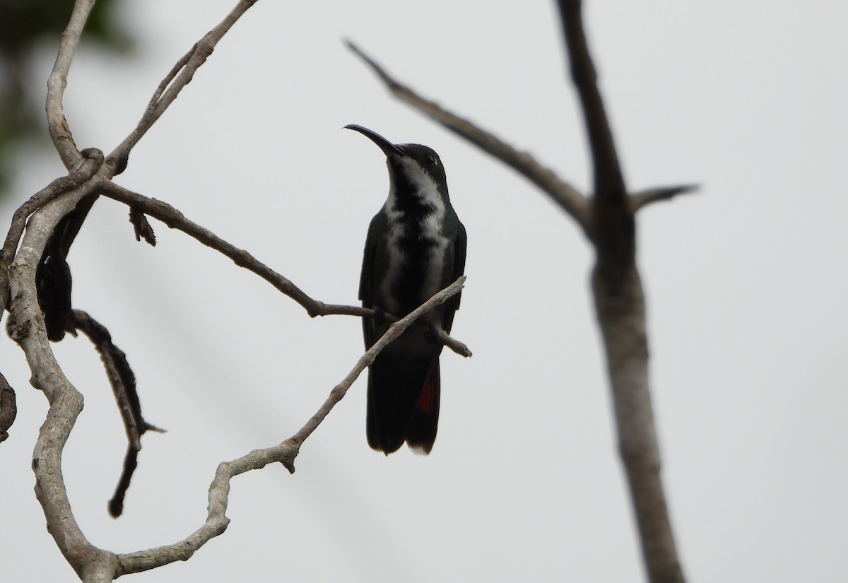 Black-throated Mango - ML641154014