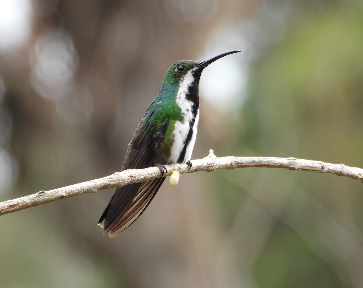 Black-throated Mango - ML641154017