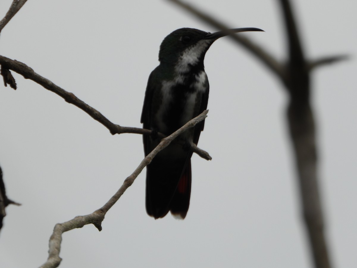 Black-throated Mango - ML641154019