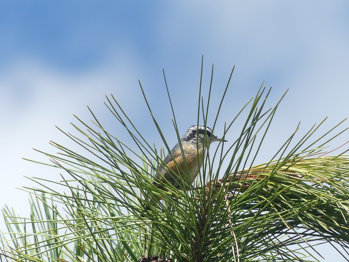 Red-breasted Nuthatch - ML641154021