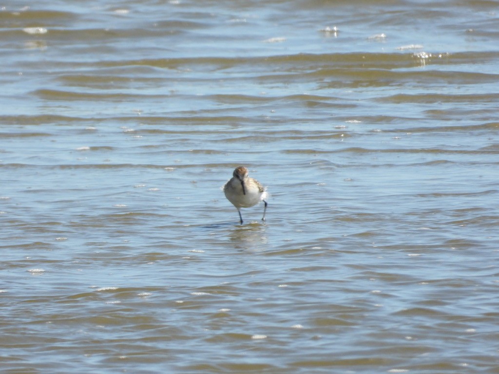 Bergstrandläufer - ML641154026