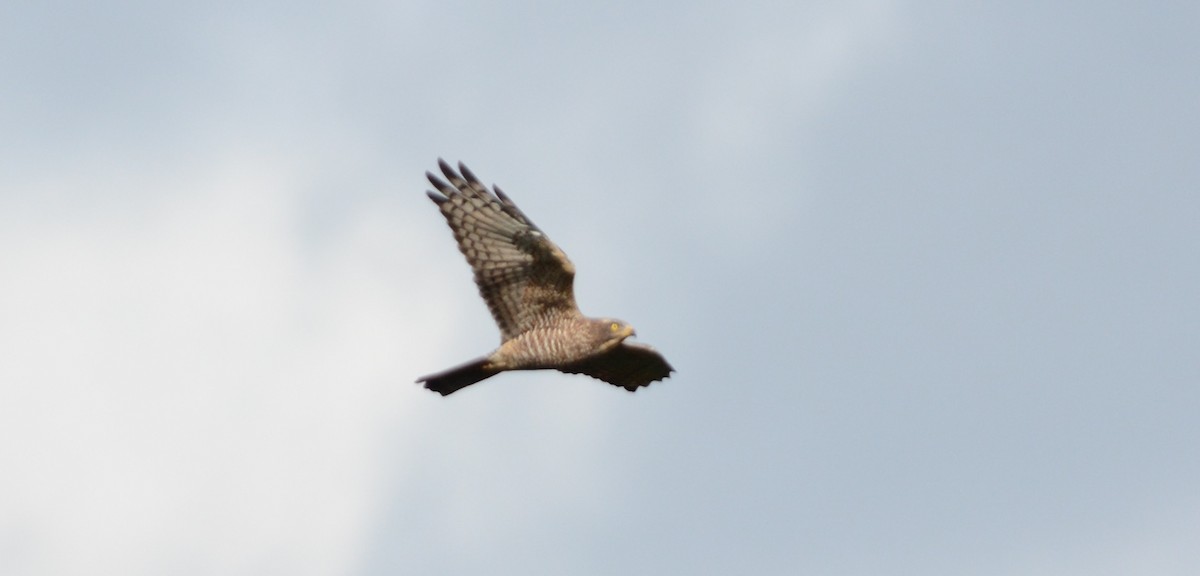 Amurbussard - ML641154038
