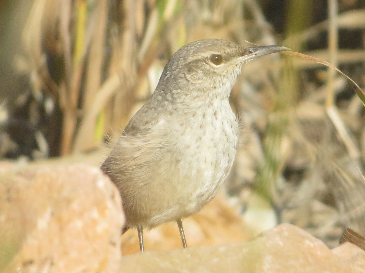 Rock Wren - ML641154041