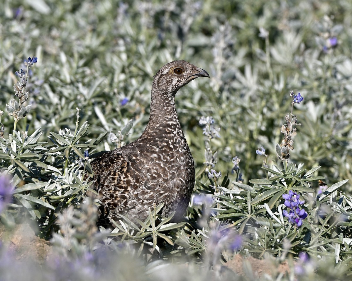 Sooty Grouse - ML641154042