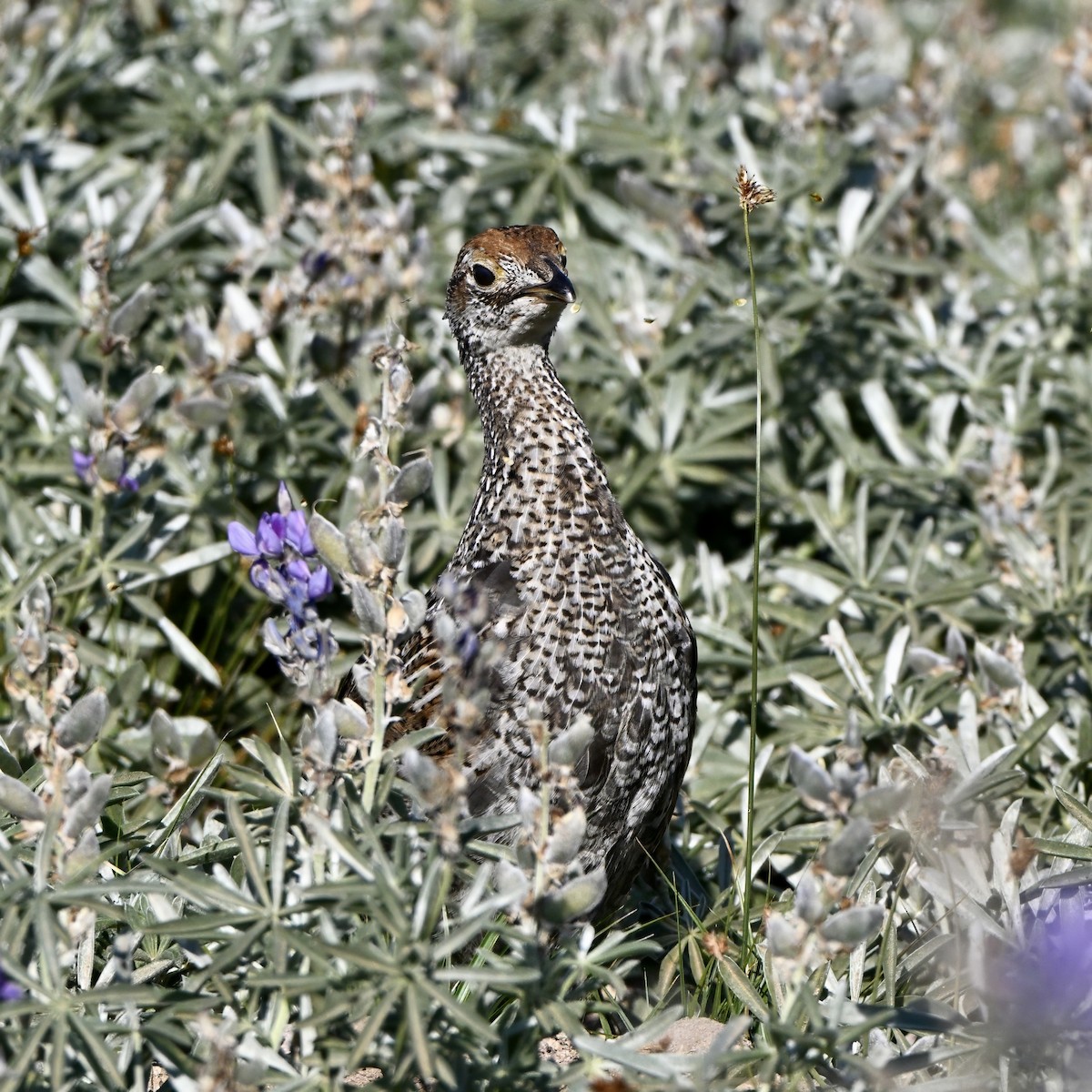 Sooty Grouse - ML641154054