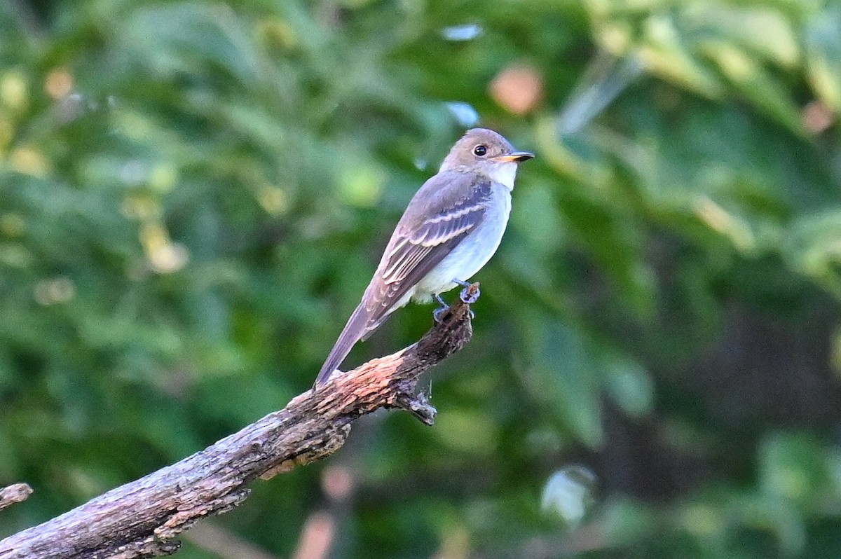 tyranovec východní - ML641154063