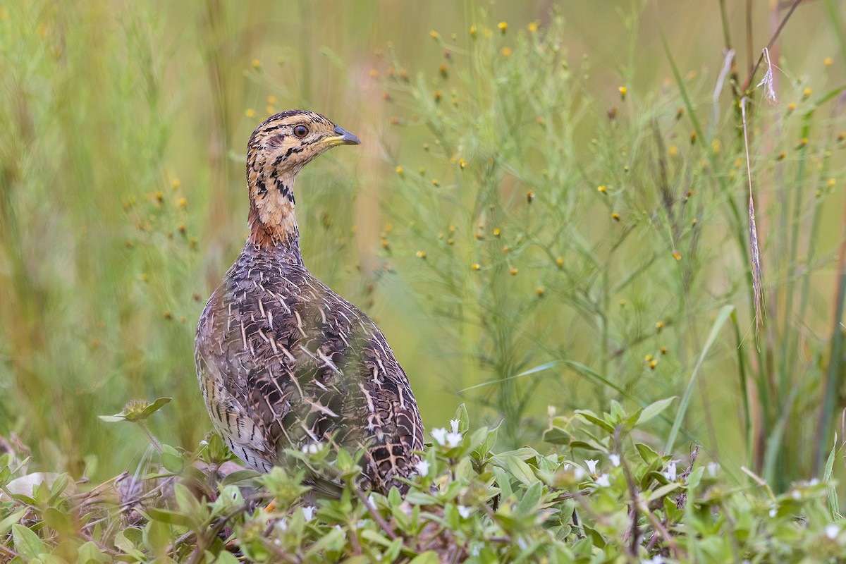 Coqui Francolin - ML641154067