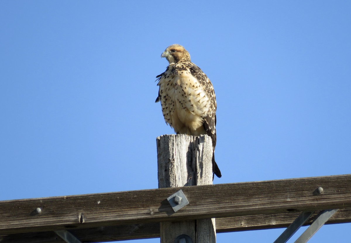 Swainson's Hawk - ML641154118