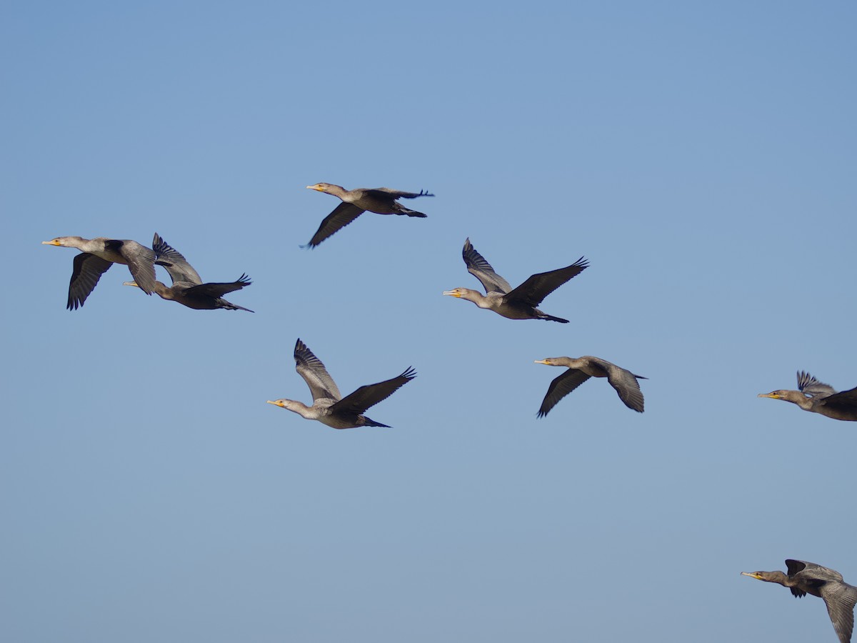 Double-crested Cormorant - ML641154124