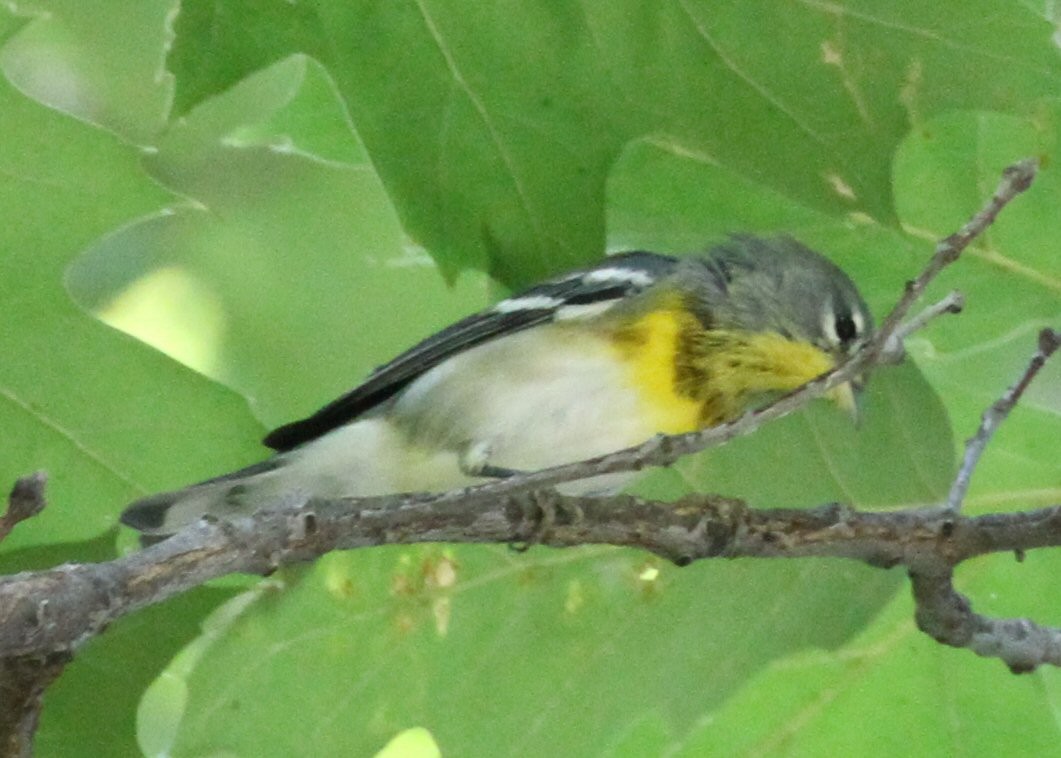 Northern Parula - ML641154127