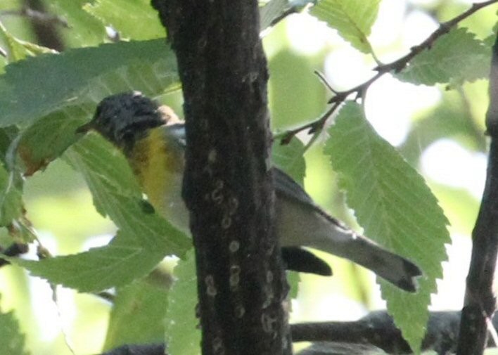 Northern Parula - ML641154128