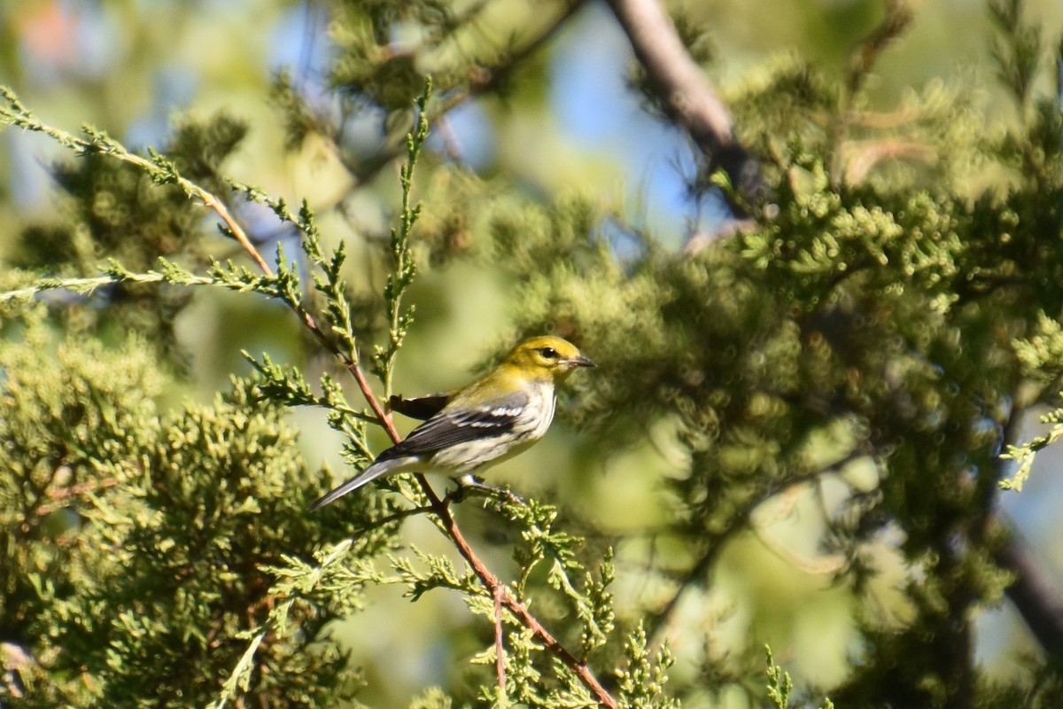 Black-throated Green Warbler - ML641154129