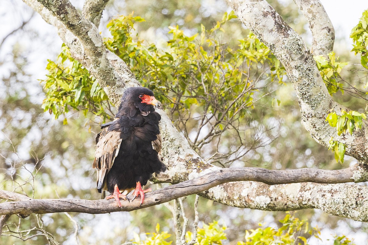 Bateleur - ML641154130