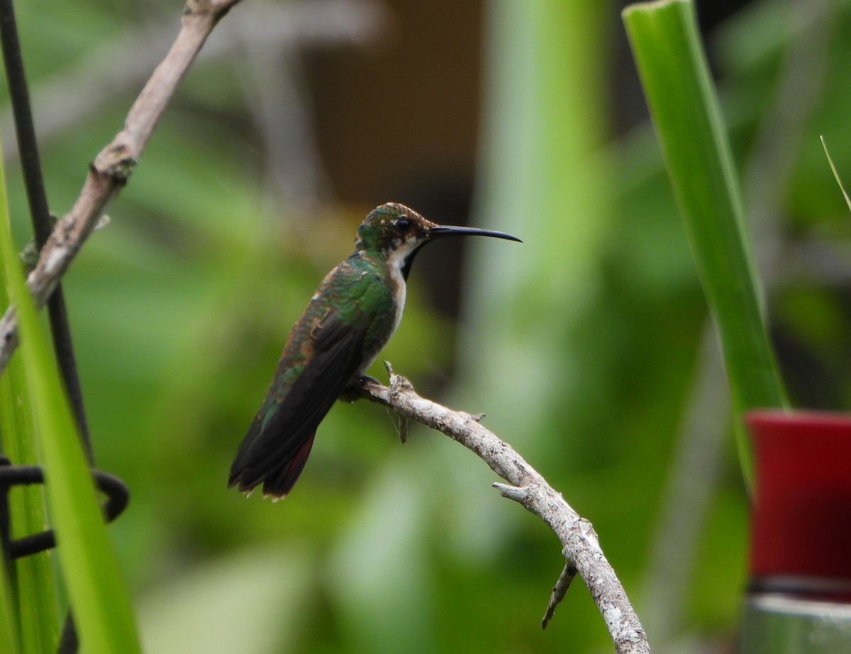 Black-throated Mango - ML641154136