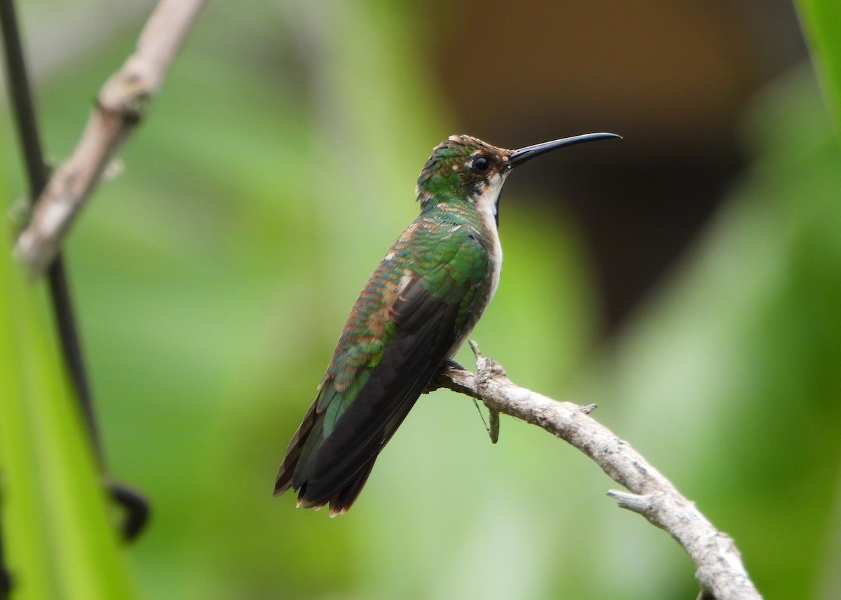 Black-throated Mango - ML641154138
