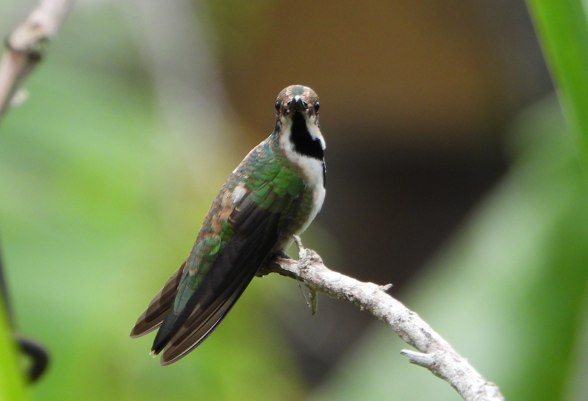 Black-throated Mango - ML641154139