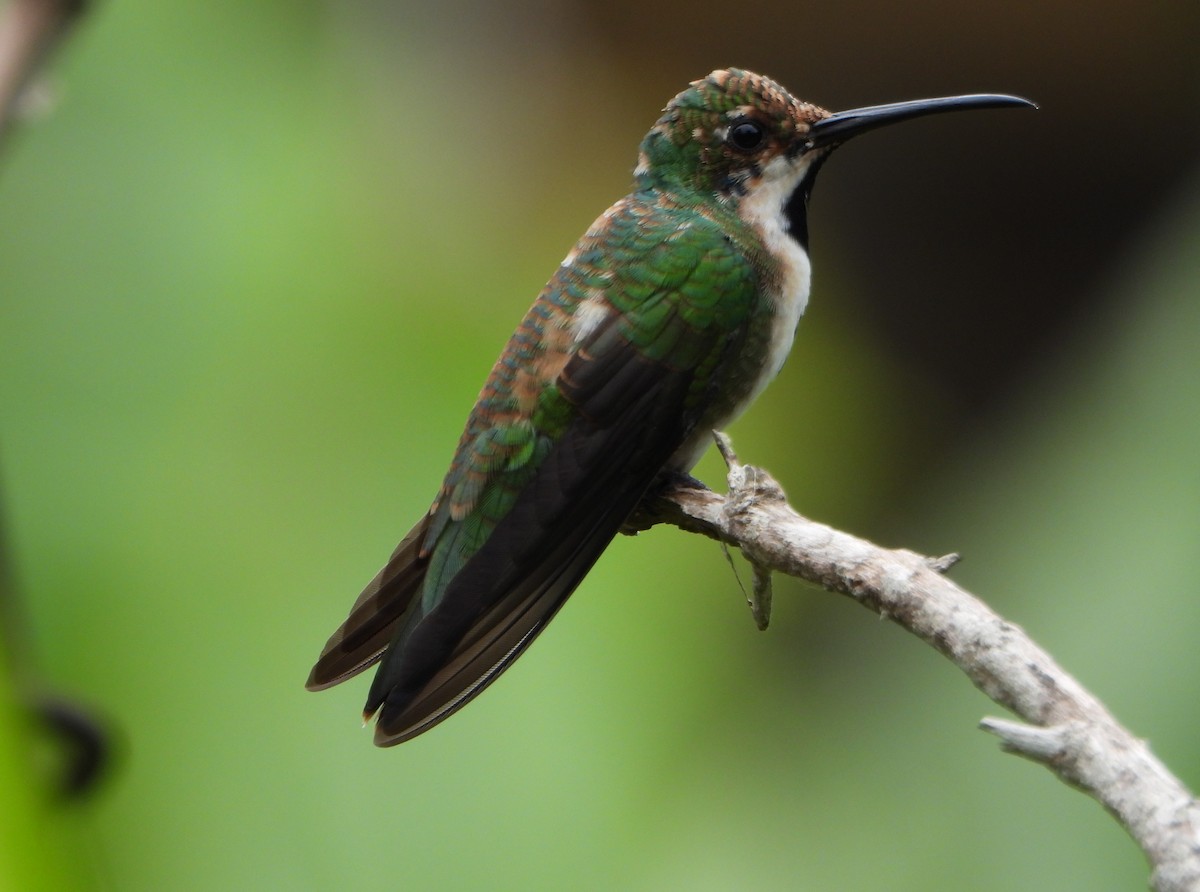 Black-throated Mango - ML641154141